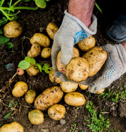 A person holding potatoes in the ground

AI-generated content may be incorrect.